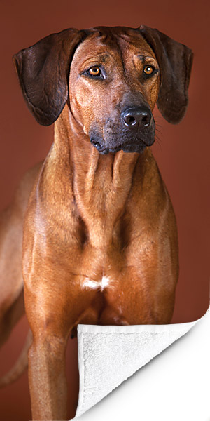 Fotohanddoek-Rhodesian-Ridgeback Fotohanddoek-Rhodesian-Ridgeback